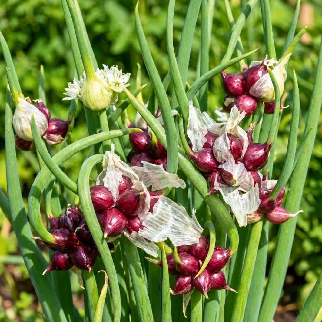 3 Onion Live Plants Tree Egyptian Walking Onions, Not Bulbs, Walking Onions Live Plant for Planting Outdoors, Second Year Plant