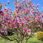 02 Ann Magnolia Tree Live Plant in 2.5" Pot, 1 Year Old Well-Rooted Tree, Cold Hardy, Magnolia Shrub for Spring Planting, Fast-Growing