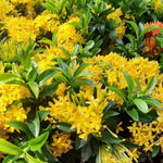 3 Live Ixora Plants, 5-7 Inc, Yellow Ixora Live Plant, Tropical Shrub Plant for Gardening