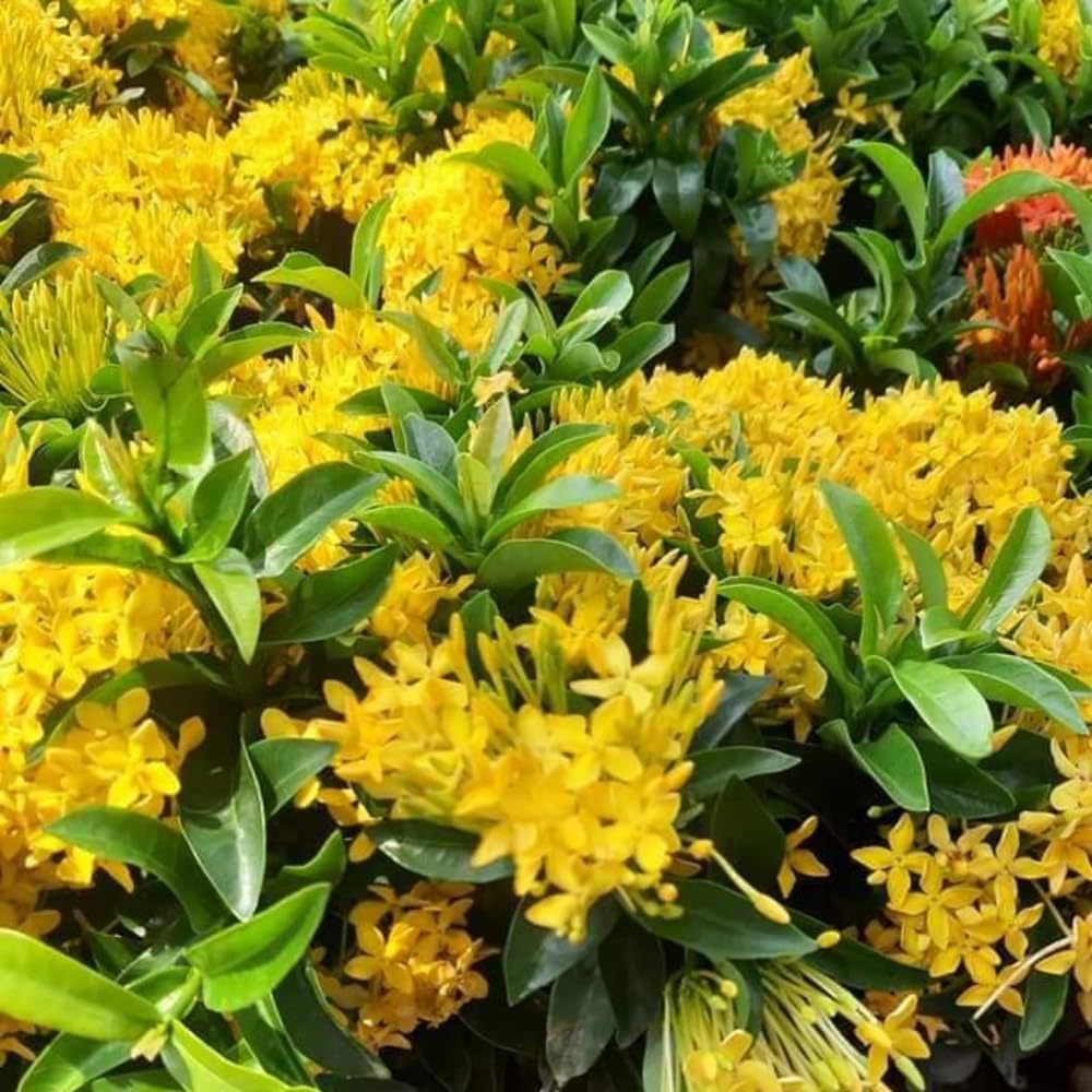 3 Live Ixora Plants, 5-7 Inc, Yellow Ixora Live Plant, Tropical Shrub Plant for Gardening