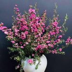 Leptospermum Tree Live Plant, 5 to 7 Inc Tall, Manuka Tea Tree Plant, Shrub Plants for Gardening
