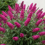 AVERAR 3 Buddleia Butterfly Bush Live Plant Ready to Plant Outdoor, Raspberry Blooms, Starter 5 to 9 Inches Tall, Cold Hardy and Fragrant, Zones 5-9