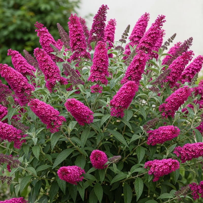 AVERAR 3 Buddleia Butterfly Bush Live Plant Ready to Plant Outdoor, Raspberry Blooms, Starter 5 to 9 Inches Tall, Cold Hardy and Fragrant, Zones 5-9