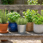 5 Herb Plants Live Assortment 4-7 Inches Tall, Fresh Culinary Herbs for Garden, Patio Pots and Indoor Use, Rosemary, Basil, Mint, Lemon Balm or Other Assorted Herbs