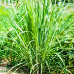 3 Lemongrass Plants Stalks Live for Outside Growing, Lemon Grass Stalks Fresh Herb Plants Trim Back for Planting
