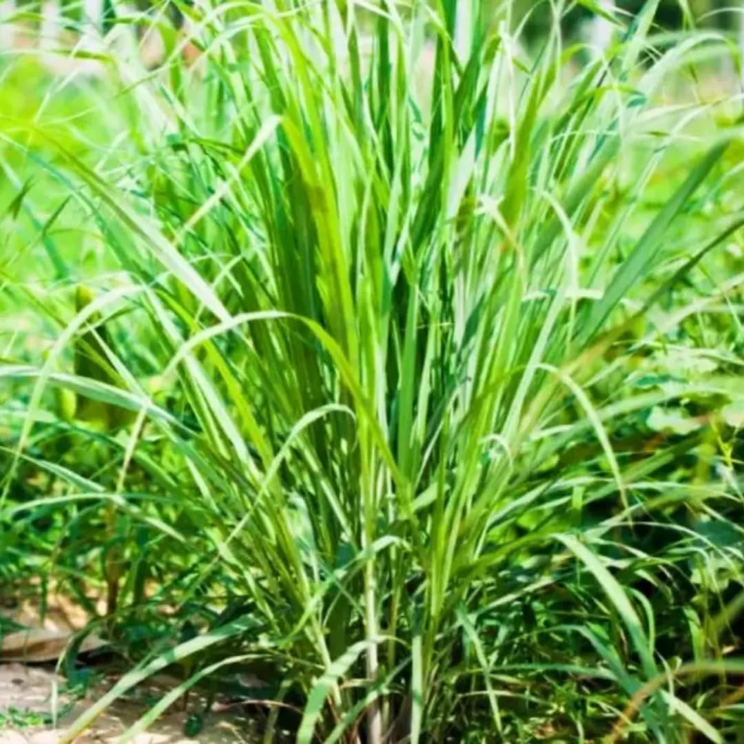 3 Lemongrass Plants Stalks Live for Outside Growing, Lemon Grass Stalks Fresh Herb Plants Trim Back for Planting