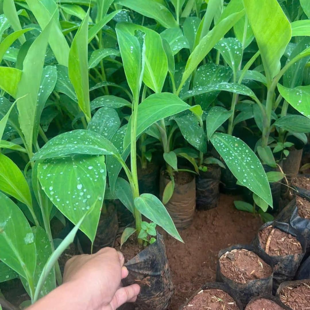 Tropical Banana Tree Live Plant, Edible Fruit, 4-6" Tall