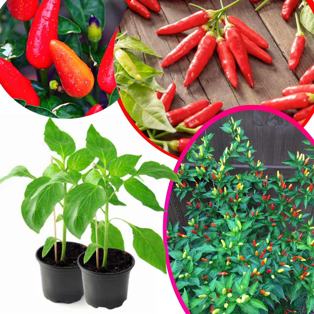 2 Super Hot Peppers Live Plants, 90 Days Old Seedling, 2 Plants Per Pot, Hot Pepper Chili Plant for Spring Planting, Red Pepper