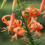 3 Large Tiger Lily Bulbs, 4-6 Inch, Orange Tiger Lilies Bulbs, Flowering Bulb for Outdoor Garden Beds and Containers