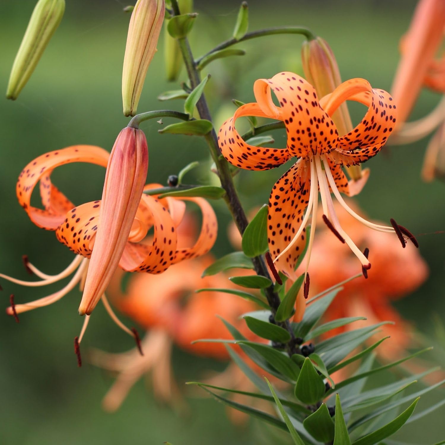 3 Large Tiger Lily Bulbs, 4-6 Inch, Orange Tiger Lilies Bulbs, Flowering Bulb for Outdoor Garden Beds and Containers