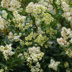 20 Privet Hedge Plants, 1-1.5 Feet Tall Bare Roots Ligustrum Plants, Shrub Plant Tree, Privet Tree Live Plant