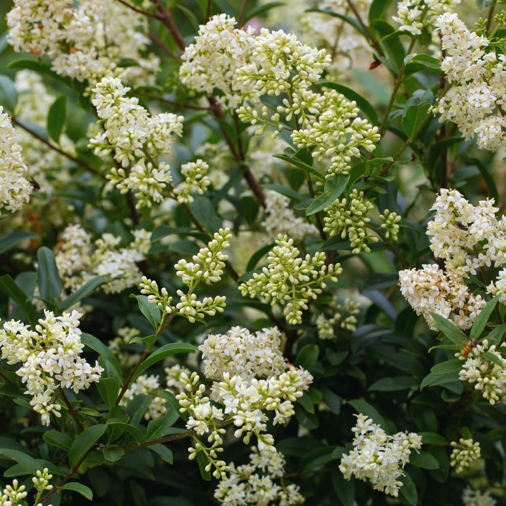 20 Privet Hedge Plants, 1-1.5 Feet Tall Bare Roots Ligustrum Plants, Shrub Plant Tree, Privet Tree Live Plant