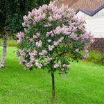 2 Lilac Trees Live Plants, 1 Year Old Well-Rooted Miss Kim Lilac Syringa Bushes Seedling, 6 to 12 Inches Tall, Fragrant, Zones 3-7