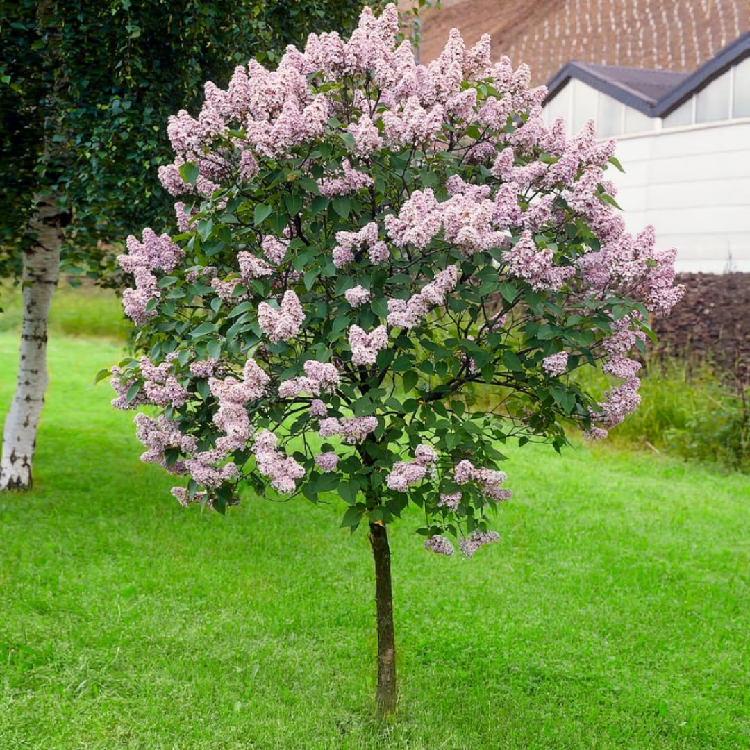 2 Lilac Trees Live Plants, 1 Year Old Well-Rooted Miss Kim Lilac Syringa Bushes Seedling, 6 to 12 Inches Tall, Fragrant, Zones 3-7