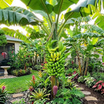 Grand Nain Banana Tree Live Plant, Edible Fruit, 4-6" Tall