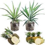 2 Pineapple Plants Live 4 to 7 Inch Tall, Sweet Pineapple Trees Live Plants, Cold Hardy Pineapple Fruit Trees (White Jade Pineapple)