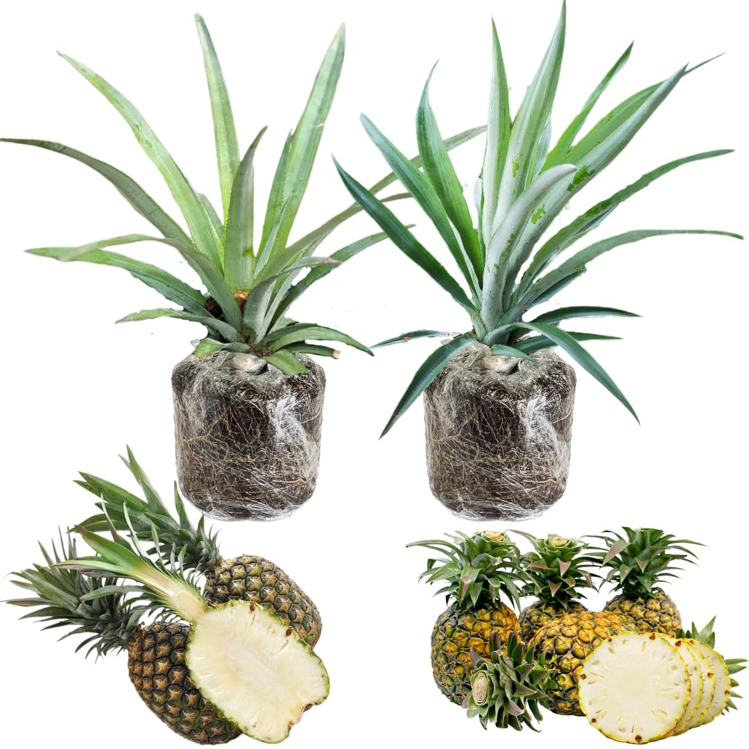 2 Pineapple Plants Live 4 to 7 Inch Tall, Sweet Pineapple Trees Live Plants, Cold Hardy Pineapple Fruit Trees (White Jade Pineapple)