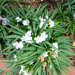 2 White Mexican Petunia Live Plants, Hardy Mexican Petunia Bush Cold Hardy, Starter Size 5-10 Inches in Tall, No Pot