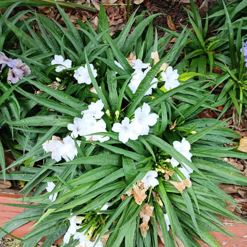 2 White Mexican Petunia Live Plants, Hardy Mexican Petunia Bush Cold Hardy, Starter Size 5-10 Inches in Tall, No Pot