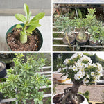 Adenium Desert Rose Plant Live, Desert Rose Live Plant, 4 to 6 Inc Tall (White)