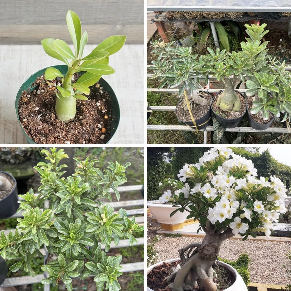Adenium Desert Rose Plant Live, Desert Rose Live Plant, 4 to 6 Inc Tall (White)