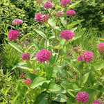 2 Pink Milkweed Plants Live, Tropical Butterfly Milkweed 4-8 Inches, Perennial Milkweeds Flowers Well Rooted Container or Outdoor Growing