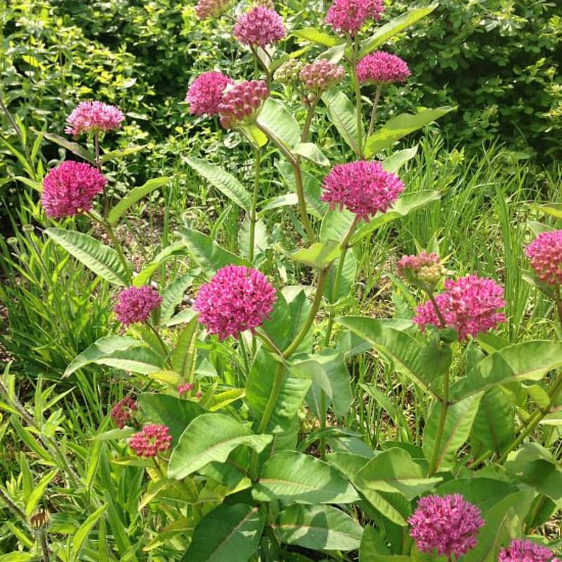 2 Pink Milkweed Plants Live, Tropical Butterfly Milkweed 4-8 Inches, Perennial Milkweeds Flowers Well Rooted Container or Outdoor Growing