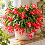 2PPP Red Christmas Cactus Live Plant, Holiday Flowering, 3 Inches Pot