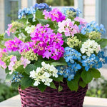 Hydrangea Plant Live Tree, Blooming Garden Bush Hardy Hydrangea Shrub, Random Flowering Plant Indoor Outdoor Well-Rooted 5-9 Inc Tall, Stater Plant