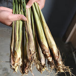 3 Lemongrass Plants Stalks for Outdoor Planting, Lemon Grass Live Plants, Outdoor Lemongrass Plants Live for Planting, 6-8 Inches Tall