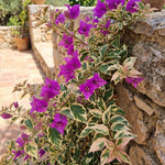 Set 2 Blueberry Ice Bougainvillea Live Plants 4-7 Inches Tall, Vibrant Bumgainvillea Flowering Vines for Garden, Patio Containers and Indoor Growing