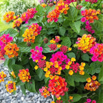 Set 4 Trailing Lantana Plants Live for Planting, Fragrant Lantana Live Plant to Grow Indoor Outdoor, Lantana Flowers Perennial, 4-8" Tall (Mix Lantana)