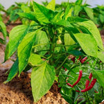 Set 4 Assorted Pepper Live Plants, 90 Days Old Super Pepper Live Plant for Summer Planting (Red Long Thin)