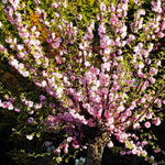 Flowering Almond Shrubs Trees Live Plants in Pot, Well-Rooted Fragrant Flowering Plum Bushes, 8-12 Inches Tall, Ornamental Tree for Outdoor Planting