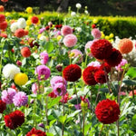 3 Mix Dahlia Bulbs for Spring Planting, Dahlia Bulbs for Planting Indoor and Outdoor