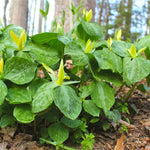 10 Trillium Roots, Mix Trillium Bulbs, Trillium Flower Bulbs, Yellow Red White Trillium Flower Bulbs for Gardening, Large Roots