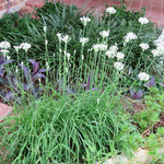 4 Garlic Chives Plants Live, Hardy Heirloom Leek Chives Herb Plants for Culinary Outdoor Garden, 4-8" Tall