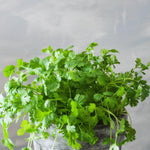 Live Cilantro Plant, Herb Plant, Cilantro Vegetable Plants, 3 to 6 Inc Tall, Easy to Grow