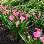 Calla Lily Bulbs for Planting, Calla Lily Bulbs, Vibrant Summer Blooming Flowers for Garden and Patio Planting (Pink Calla Lily Bulbs (Set 3))