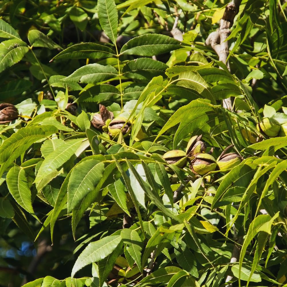 4 Pecan Trees Live Plants, Hardy Pecan Nut Seedlings Bare Roots, 12 to 20 Inc Tall Bare Roots, Shrub Plant