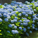 Blue Hydrangea Live Plant in 2.5'' Pot, Hydrangea Bush Shrub Vibrant Blooms, Outdoor Garden, Ready to Grow