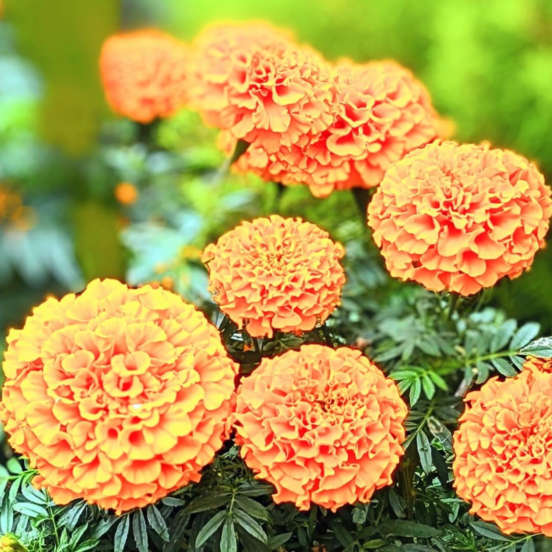 2 Marigold Live Plants, Orange Marigold Plants Live, 4 Inc Pot