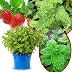 Big Clumps Strawberry Mint Plants Live in Pot, Well-Rooted Herb for Home Gardens, Heirloom Mint Indoor Outdoor, Fresh Mints