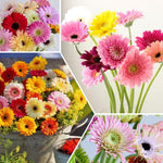 Pack of 2 Daisy Plants, Mix Gerbera Daisy Live Plants, Gerbera Daisy Plant, 4 to 7 Inches Tall, Daisy Live Plant, No Pot, Daisy Plants Live for Growing Outdoors Indoors