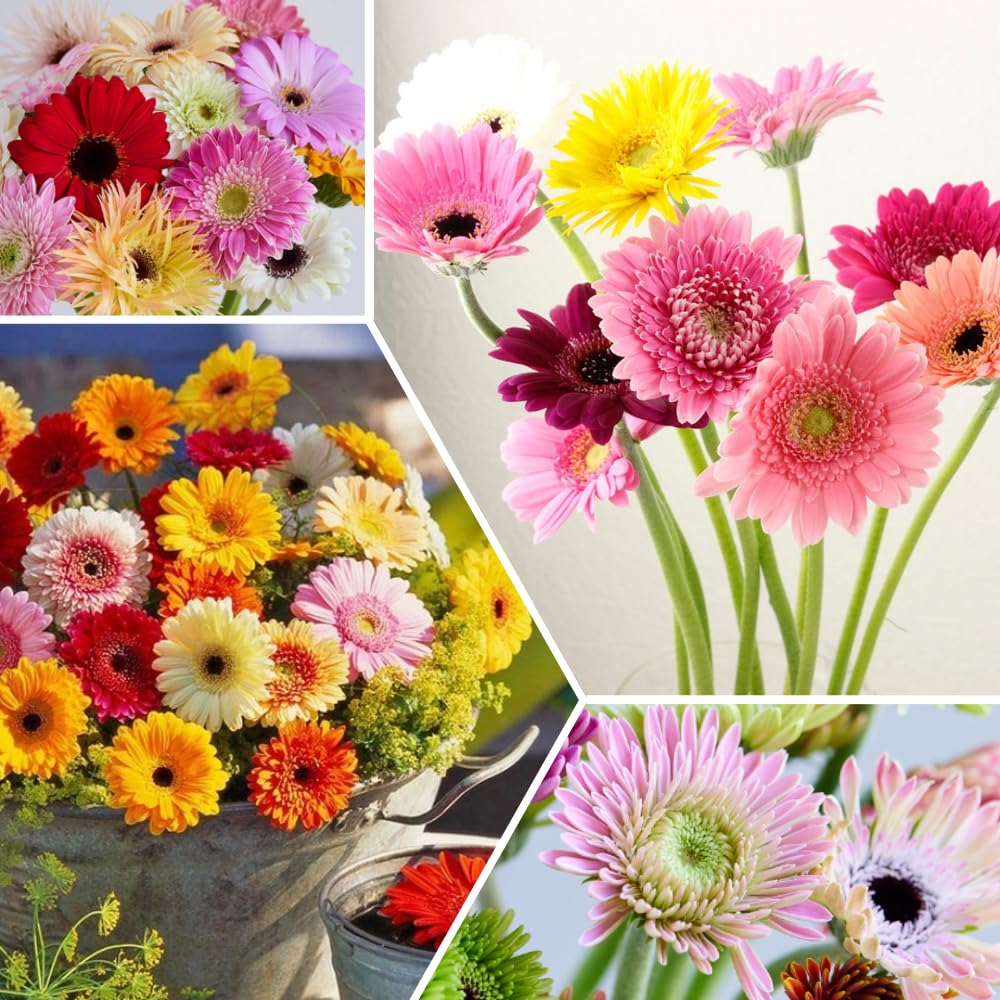 Pack of 2 Daisy Plants, Mix Gerbera Daisy Live Plants, Gerbera Daisy Plant, 4 to 7 Inches Tall, Daisy Live Plant, No Pot, Daisy Plants Live for Growing Outdoors Indoors