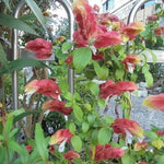 2 Red Shrimp Plants Live, 4 to 6 Inc Tall, Live Shrimp Plant for Garden, Shrimp Live Plant, Shrimp Plant Pot