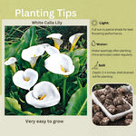 Pack 3 White Calla Lily Bulbs - Calla Lily Flowering Bulbs for Garden and Containers, Easy to Grow Summer Blooms