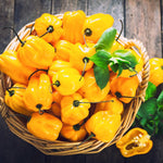Set 6 Hot Pepper Live Plants, 90 Days Old Live Pepper Chili Plant for Spring Planting (Habanero Orange)