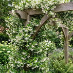 2 Confederate Jasmine Live Plants, Fragrant Flowering Shrubs, 4-6" Tall