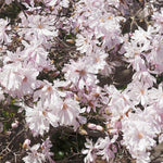 Magnolia Tree, Magnolia Flowering Shrub Bush in 2.5'' Pot, Well Rooted Magnolia to Grow in Container, Garden (Star Magnolia)